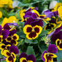 Flowers Pansy 'Yellow With Purple Wing' 20 X Plant Pack, thumbnail 4 of 4