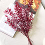 Burgundy Red Ruscus Stems, thumbnail 2 of 6