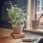 House Plant Pot Stand, thumbnail 4 of 11