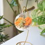 Diy Air Plant Terrarium Kit Hanging Terrarium Gift Orange Moss With Optional Gold Stand, thumbnail 1 of 6