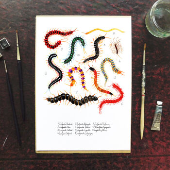 Myriapoda Centipede Art Print, 2 of 8