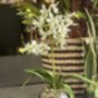 Artificial White Orchid In Glass Vase, thumbnail 5 of 5