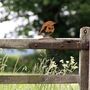 Rusty Metal Robin For Garden Fence Gift For Twitchers, thumbnail 7 of 10