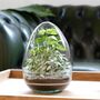 Complete Egg Glass Diy Terrarium Kit | 'Santiago', thumbnail 1 of 9