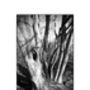 Shadowed Tree, Suffolk Photographic Art Print, thumbnail 3 of 4