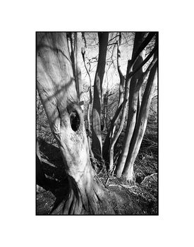 Shadowed Tree, Suffolk Photographic Art Print, 3 of 4