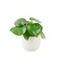 Peperomia Raindrop Plant In 12cm Pot Indoor Houseplant, thumbnail 6 of 7