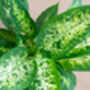 Houseplant Dieffenbachia Compacta 13cm Pot, thumbnail 2 of 3