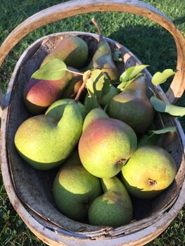 Spiced Pear Vodka Liqueur And Six Wonky Shot Glasses, 4 of 5