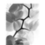 White Orchid Ii, Black And White, Art Print, thumbnail 5 of 7