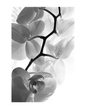 White Orchid Ii, Black And White, Art Print, 5 of 7