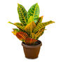 Houseplant Croton 'Petra' 13cm Pot, thumbnail 1 of 3