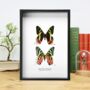 Madagascan Sunset Moth Collection Butterfly Entomology Taxidermy Box Frame, thumbnail 1 of 3