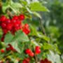 Fruit Plants, 'Redcurrant', thumbnail 3 of 11