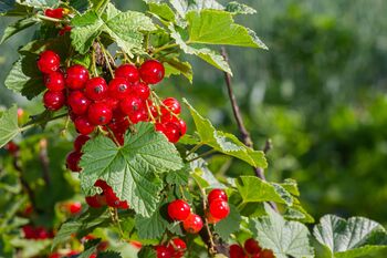 Fruit Plants, 'Redcurrant', 3 of 11