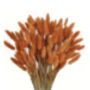 Soft Bunny Tails Dried Grass, thumbnail 6 of 6