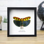 Himalayan Bush Cricket Insect Bug Moth Butterfly Box Frame Entomology Taxidermy Interior Design Modern Home Decor Wall Hanging Display Gift Ornament, thumbnail 1 of 3