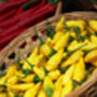 Chilli Plants, 'Hot Lemon', thumbnail 2 of 7