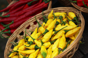 Chilli Plants, 'Hot Lemon', 2 of 7