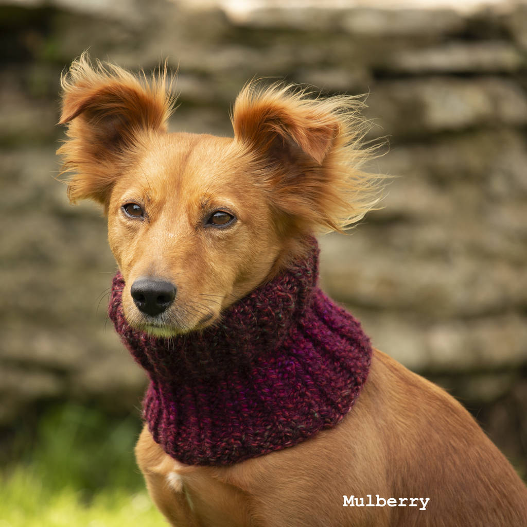 woollen snood for dog by the dandy dog company