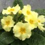 Primrose Yellow Flower Brooch, thumbnail 3 of 4