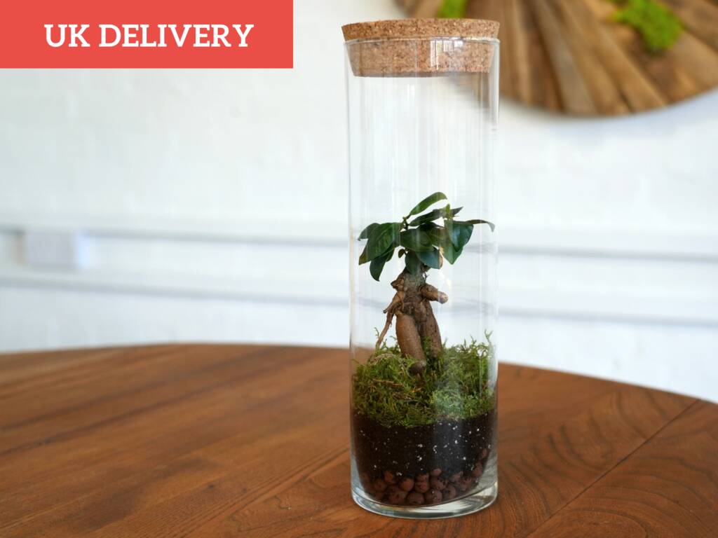 Fully Assembled Bonsai Terrarium Ready Made Terrarium By Tropical