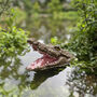 Mr Snappy Crocodile Head Pond Ornament, thumbnail 1 of 6