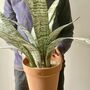 Artificial Sansevieria In Pot Large, thumbnail 1 of 5