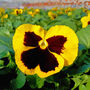 Flowers Pansy 'Yellow Blotch' Six X Plant Pack, thumbnail 2 of 5