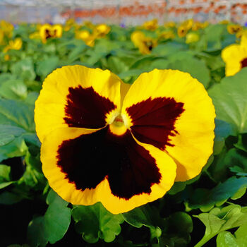 Flowers Pansy 'Yellow Blotch' Six X Plant Pack, 2 of 5