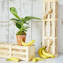 Indoor Banana Plant Gift Crate, thumbnail 1 of 5