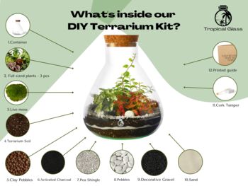 Diy Terrarium Kit: Glass, Plants And Moss | 'Lima', 4 of 8