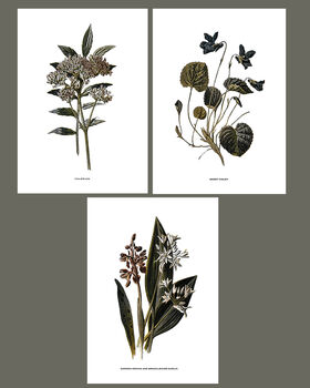 Framed Vintage Floral Art Prints: Set Of Three, 2 of 5
