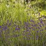 Lavender Plants 'Fathead' Full Plant In A 9cm Pot, thumbnail 3 of 6