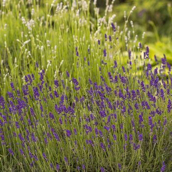 Lavender Plants 'Fathead' Full Plant In A 9cm Pot, 3 of 6
