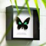 Emerald Patched Cattleheart Insect Bug Moth Butterfly Box Frame Entomology Taxidermy Interior Design Modern Home Decor Wall Hanging Display Gift Ornament, thumbnail 2 of 4