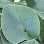 Hosta Plants 'T Rex' One X Full Plant In One Litre Pot, thumbnail 4 of 5