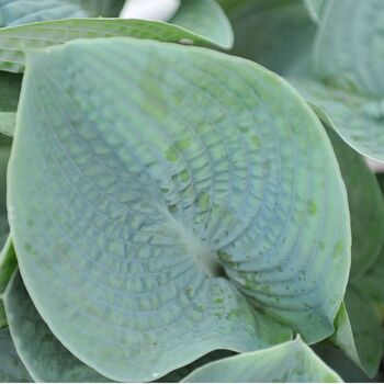 Hosta Plants 'T Rex' One X Full Plant In One Litre Pot, 4 of 5