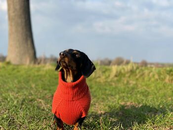 Personalised Pure Cashmere Dog Jumper Sweater, 5 of 12