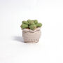 Soft Crochet Succulent Plants, thumbnail 1 of 3
