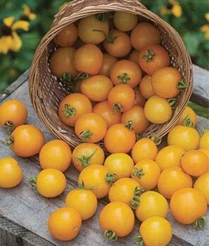 Tomato Plants 'Tumbling Tom Yellow' Six Plug Plant Pack, 2 of 9