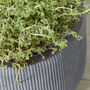 Silverstone Symmetry Stripe Planter, thumbnail 5 of 7