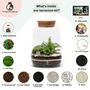 Closed Terrarium Kit With Live Plant | 'Luzern', thumbnail 3 of 10