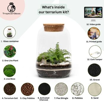 Closed Terrarium Kit With Live Plant | 'Luzern', 3 of 10