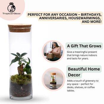 Fully Assembled Bonsai Terrarium Gift | 'Tokyo', 8 of 9