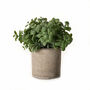 Faux Basil Plant In Stone Effect Pot, thumbnail 2 of 5