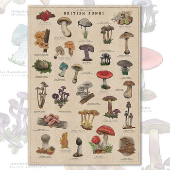 British Mushroom Artwork/Fungi Illustration Print, 8 of 11
