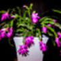 Christmas Cactus Purple Dancer Three X 13cm Pots, thumbnail 3 of 4