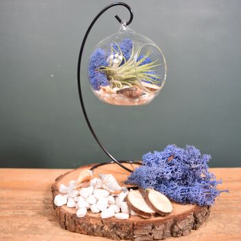 Diy Air Plant Terrarium Kit Hanging Terrarium Gift, 4 of 10