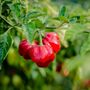 Chilli Plant 'Scotch Bonnet Red' 18x Plug Plant Pack, thumbnail 2 of 8